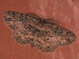 Menophra serrataria